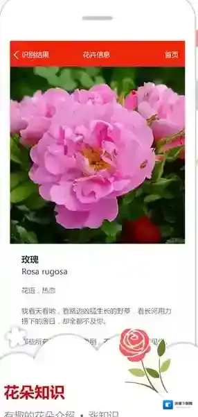 微软识花花卉