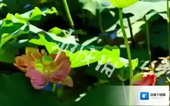 新浪微博寓意